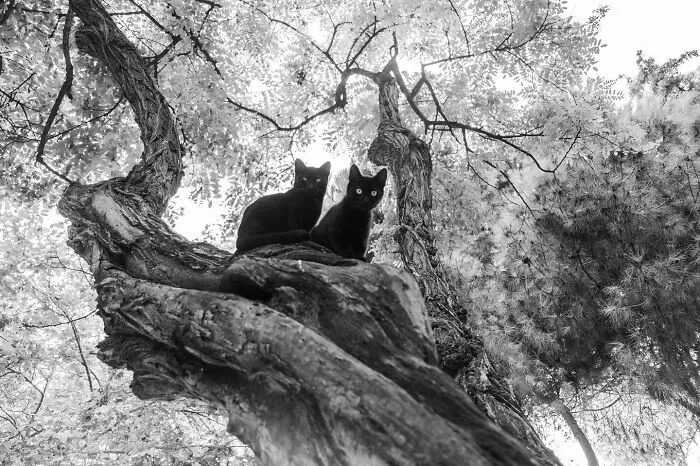 This Photographer Documents Street Cats, And Here Are His 30 Best Shots