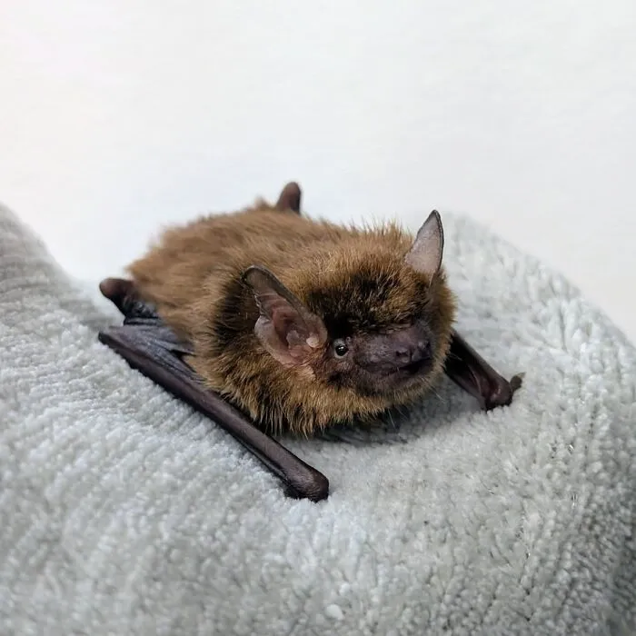 35 Photos Of Rescued Bats That Prove These Animals Are Full Of Personality