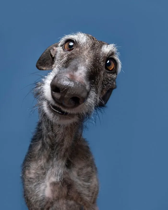 49 Expressive Pet Photos By Elke Vogelsang That Perfectly Capture Dogs’ Personalities