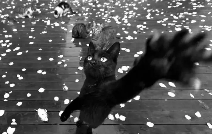 This Photographer Documents Street Cats, And Here Are His 30 Best Shots