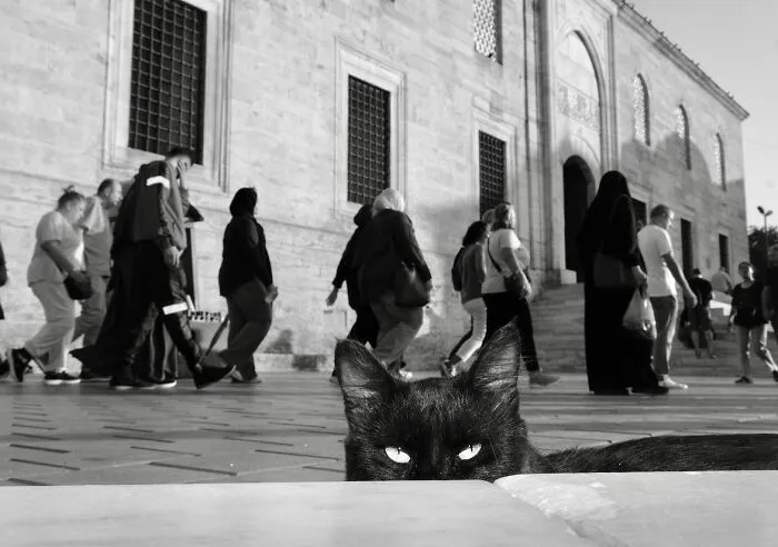 This Photographer Documents Street Cats, And Here Are His 30 Best Shots