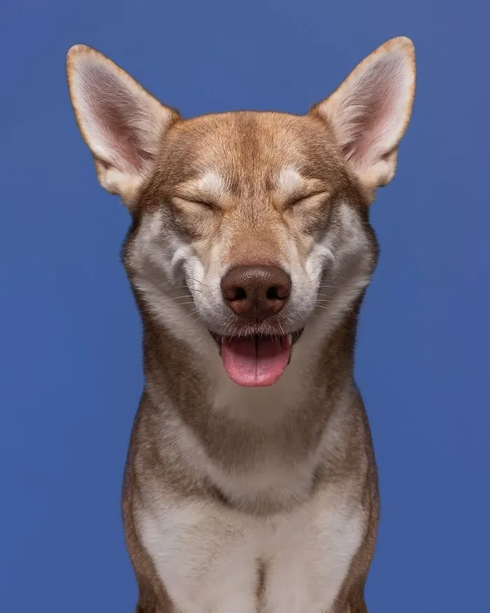 49 Expressive Pet Photos By Elke Vogelsang That Perfectly Capture Dogs’ Personalities