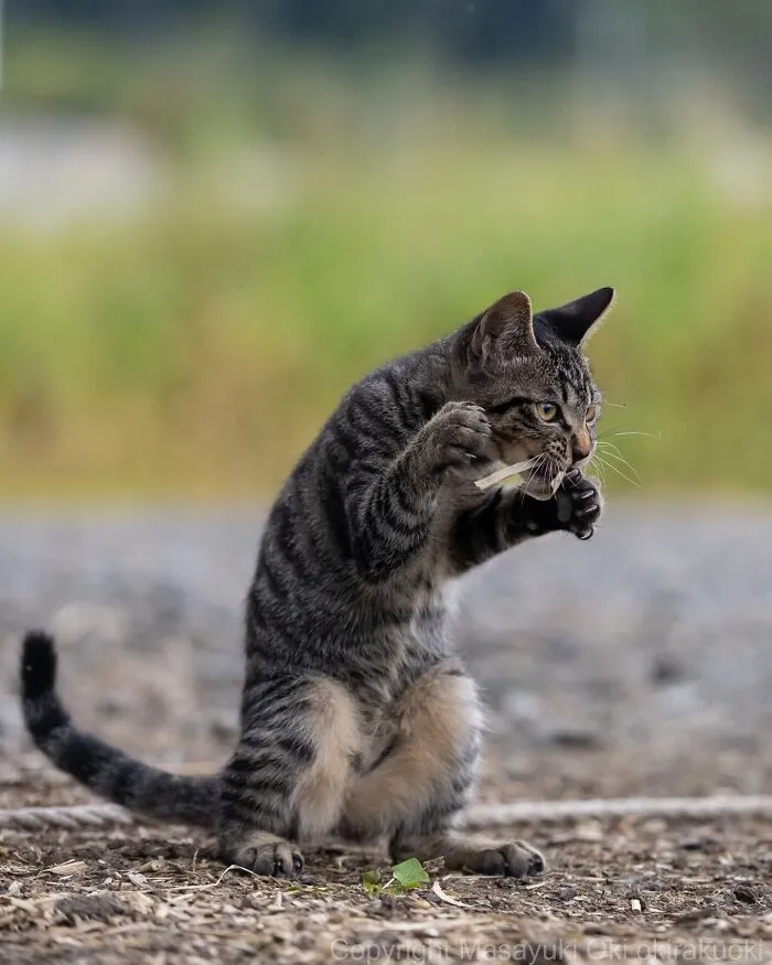 Japanese Street Cats Are Back With 43 New Photos Full Of Chaos And Charm