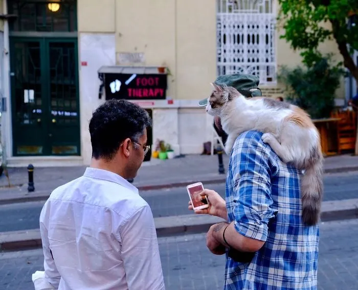This Photographer Documents Street Cats, And Here Are His 30 Best Shots