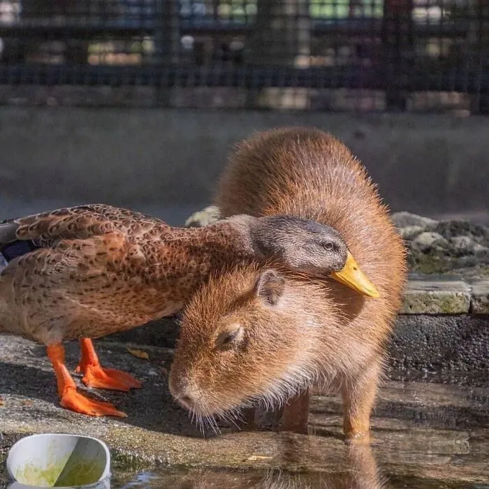 This Community Shares Wholesome Capybara Content, And Here Are 75 Of Their Best Pics
