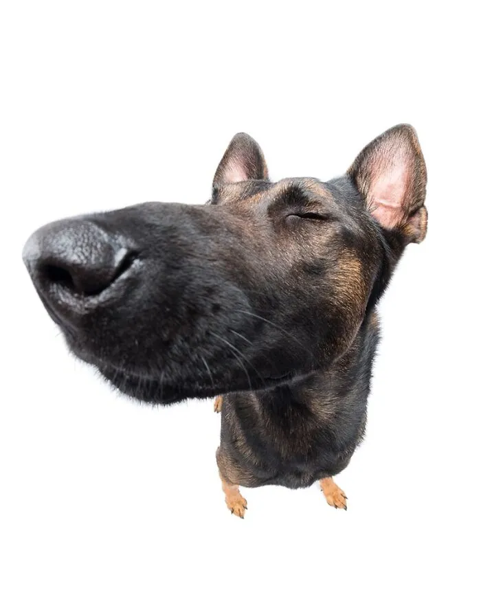 49 Expressive Pet Photos By Elke Vogelsang That Perfectly Capture Dogs’ Personalities