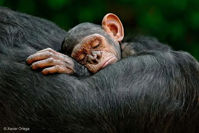 50 Jaw-Dropping Wildlife Photos From The People’s Choice Award