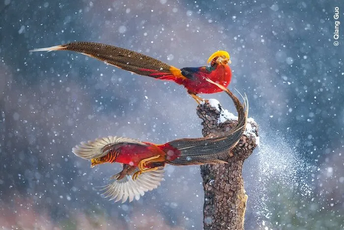 50 Jaw-Dropping Wildlife Photos From The People’s Choice Award