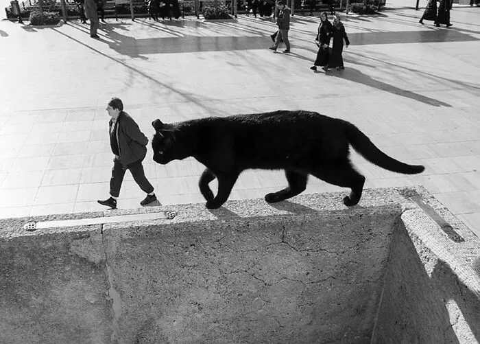 This Photographer Documents Street Cats, And Here Are His 30 Best Shots