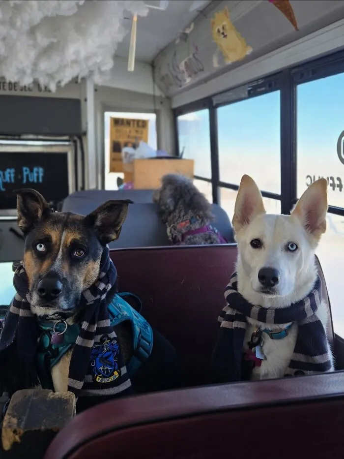This Doggie School Bus Drives Pups To Daycare, And Here Are 50 Photos From Their Daily Trips
