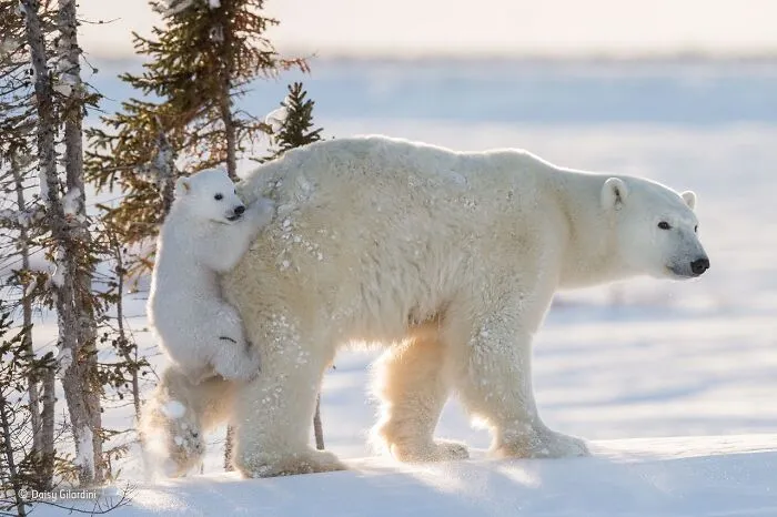 50 Jaw-Dropping Wildlife Photos From The People’s Choice Award