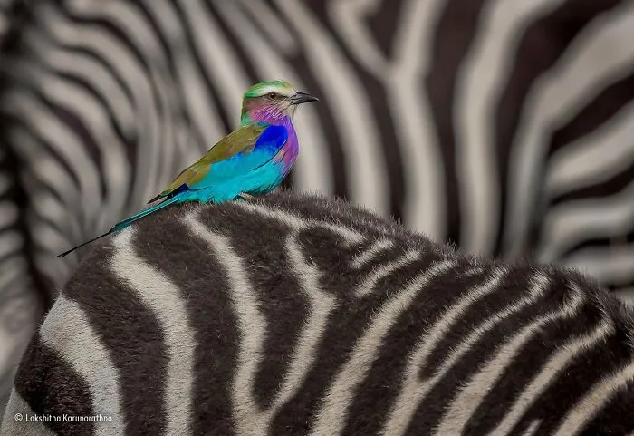 50 Jaw-Dropping Wildlife Photos From The People’s Choice Award