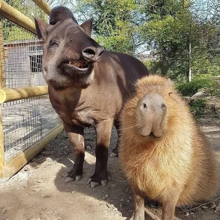 This Community Shares Wholesome Capybara Content, And Here Are 75 Of Their Best Pics