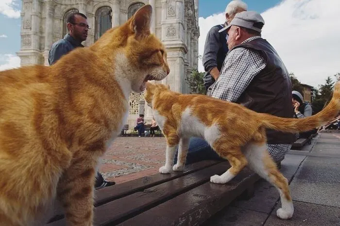 This Photographer Documents Street Cats, And Here Are His 30 Best Shots