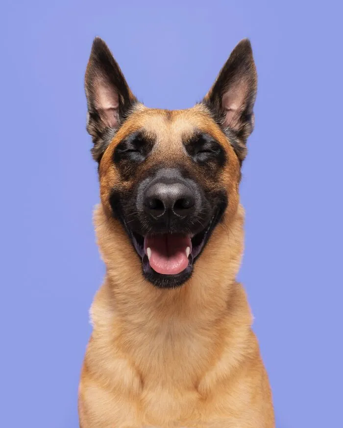 49 Expressive Pet Photos By Elke Vogelsang That Perfectly Capture Dogs’ Personalities