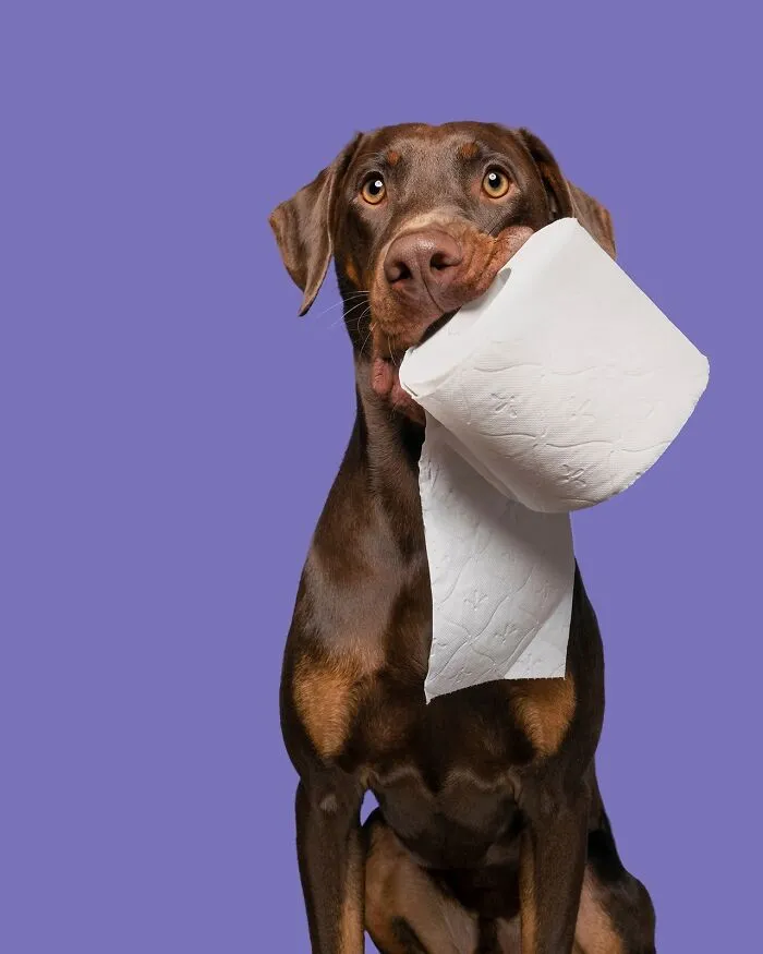 49 Expressive Pet Photos By Elke Vogelsang That Perfectly Capture Dogs’ Personalities