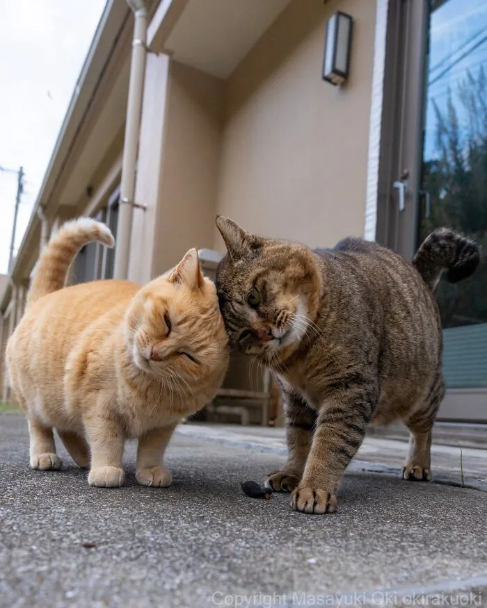 Japanese Street Cats Are Back With 43 New Photos Full Of Chaos And Charm