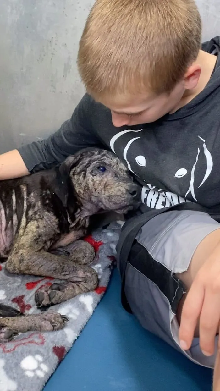 Teen With A Mission: 30 Dogs Whose Lives Were Changed By One Boy