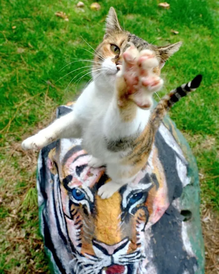 This Photographer Documents Street Cats, And Here Are His 30 Best Shots
