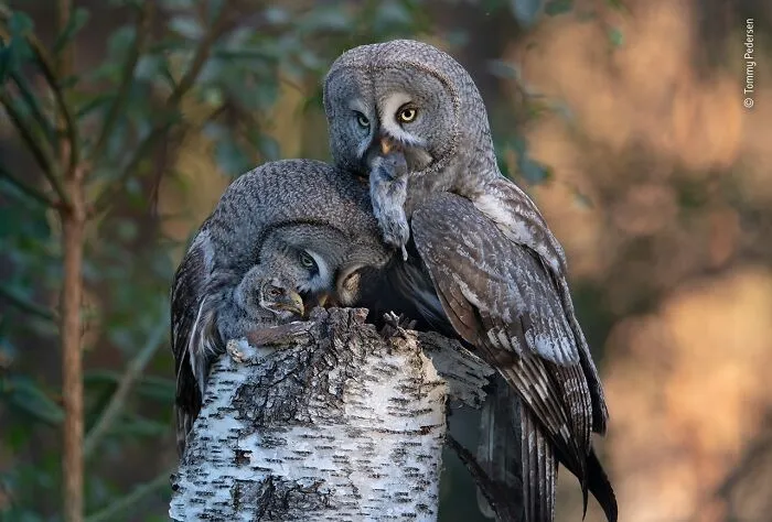 50 Jaw-Dropping Wildlife Photos From The People’s Choice Award