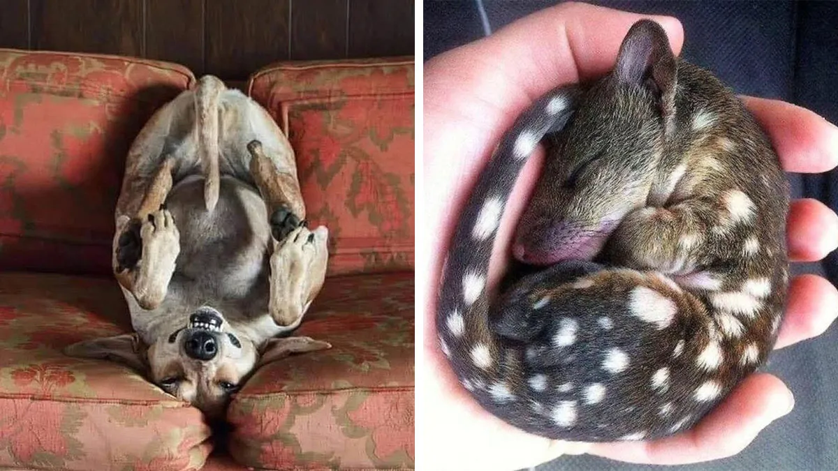 30 Impresionantes fotos de animales que muestran la naturaleza en su máximo esplendor