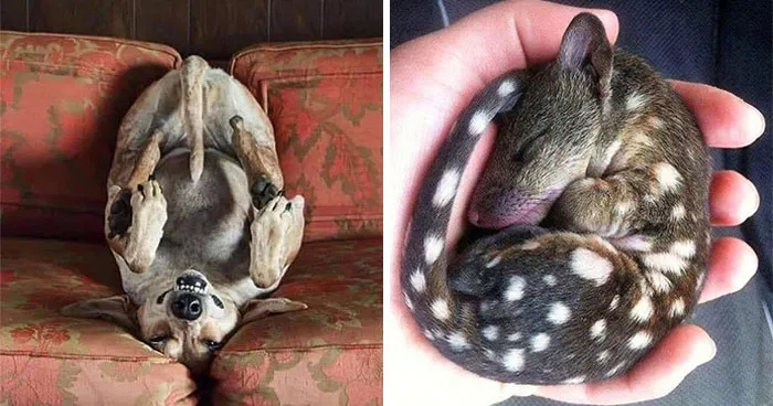 30 Impresionantes fotos de animales que muestran la naturaleza en su máximo esplendor