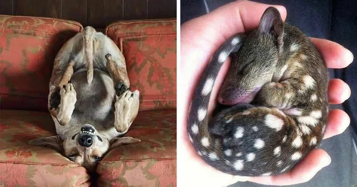 30 Impresionantes fotos de animales que muestran la naturaleza en su máximo esplendor