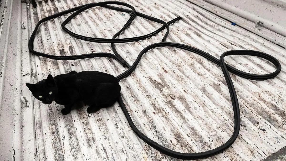 This Photographer Documents Street Cats, And Here Are His 30 Best Shots