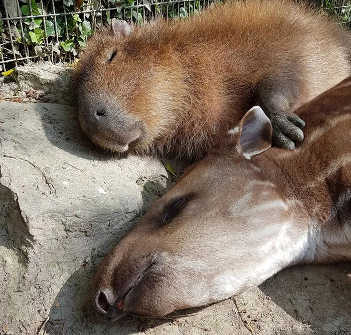 Unlikely Animal Friendships That Will Melt Your Heart (21 Pics)