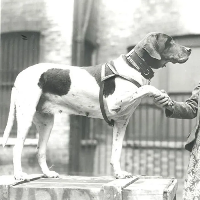 Judy - Navy Dog
