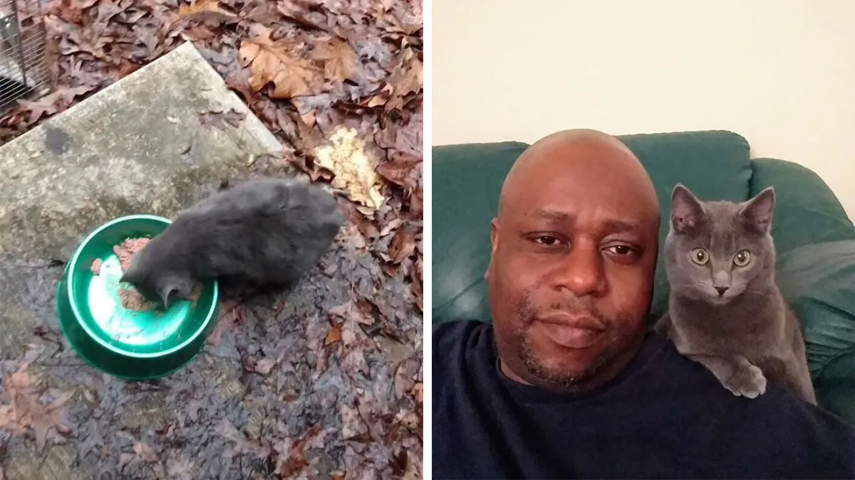 After Saving One Stray Kitten, He Made It His Mission To Help As Many Animals As Possible