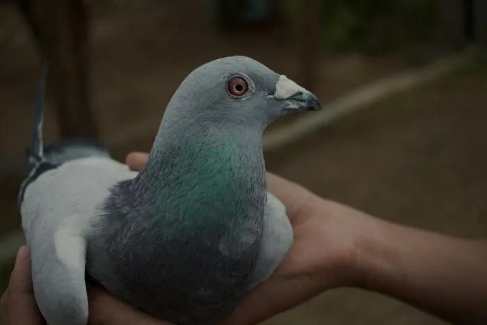 Live Pigeon Shooting