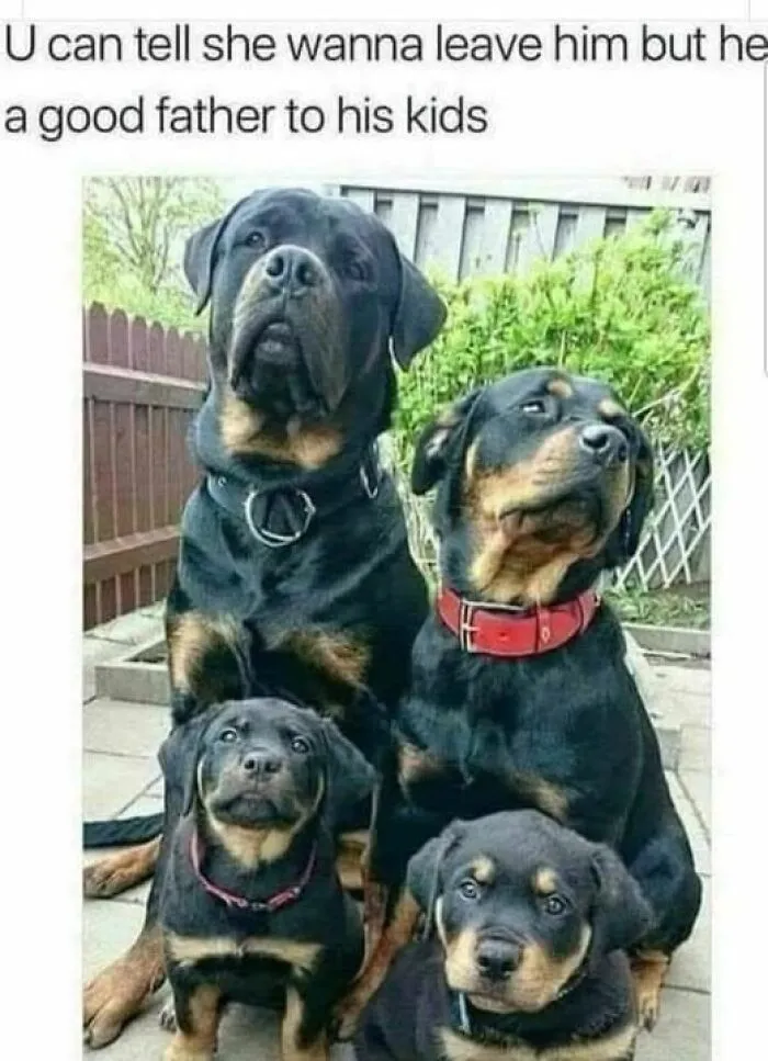 Four Rottweiler dogs sitting together with a humorous caption, part of memes to lighten your mood when everything is annoying.
