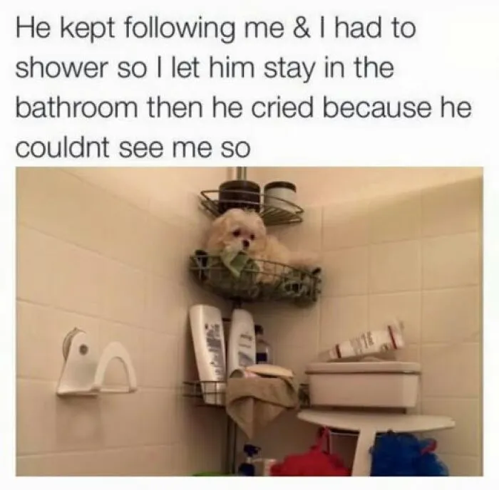 Small dog in a bathroom shower basket looking sad, a meme to lighten your mood with funny annoying moments.