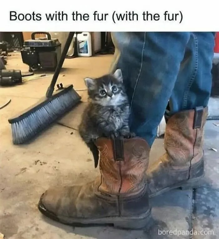 Kitten sitting inside a worn boot with fur, playful meme to lighten your mood when everything is annoying right now.