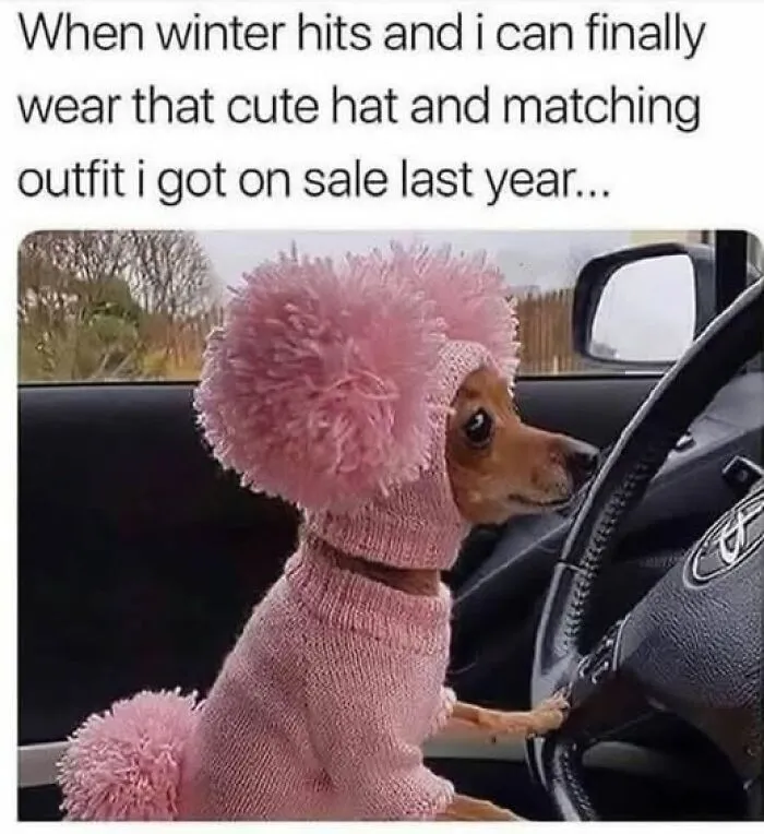 Small dog in a fluffy pink hat and sweater sitting in a car, relatable meme to lighten your mood with funny content.