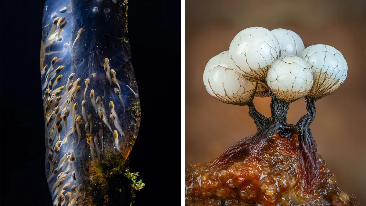 33 Incredible Macro Images That Won Close-Up Photographer Of The Year