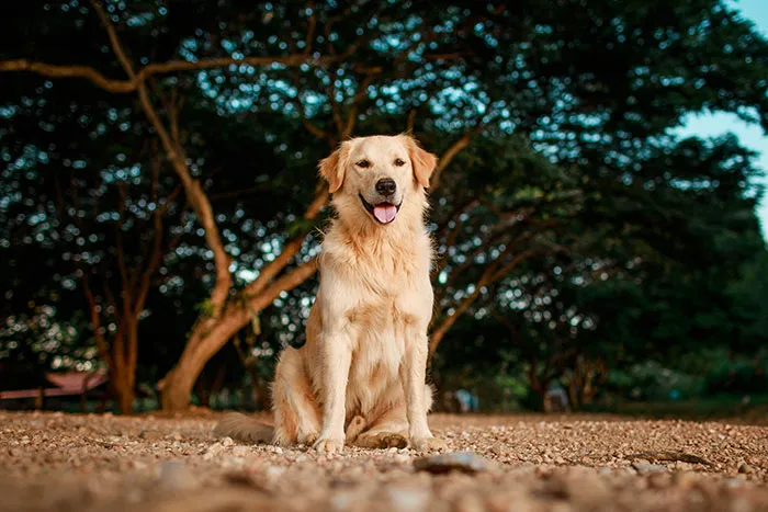 68 People Share Moments When Pets Were So Intelligent It Left Them Completely Baffled