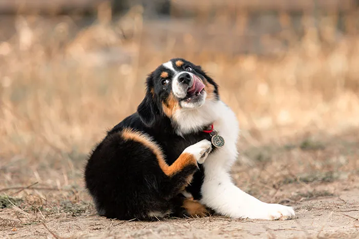 68 People Share Moments When Pets Were So Intelligent It Left Them Completely Baffled