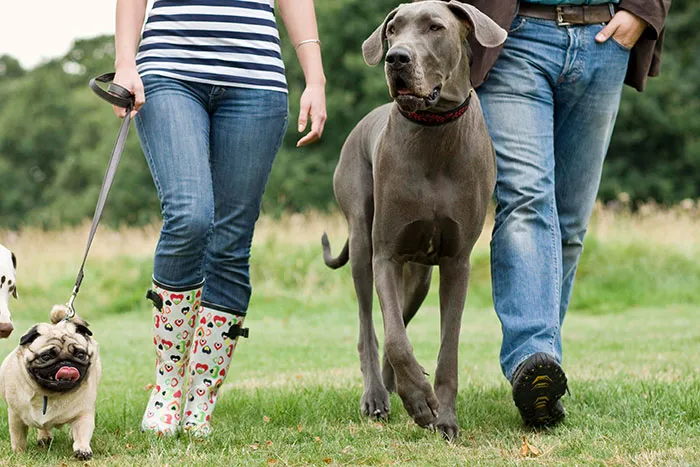 68 People Share Moments When Pets Were So Intelligent It Left Them Completely Baffled