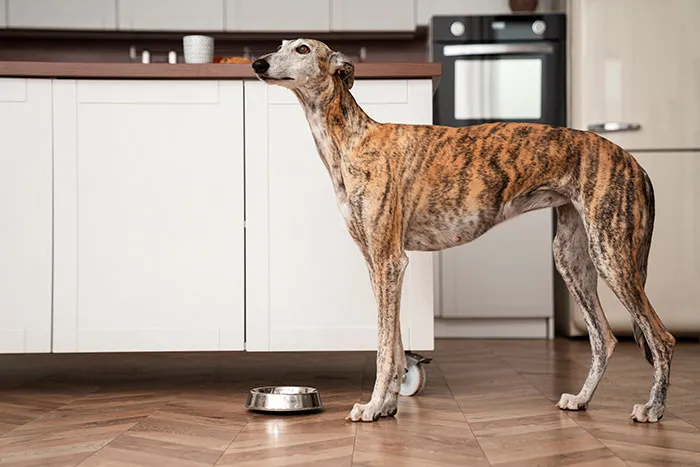 68 People Share Moments When Pets Were So Intelligent It Left Them Completely Baffled