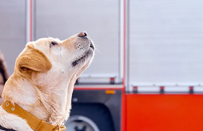 68 People Share Moments When Pets Were So Intelligent It Left Them Completely Baffled