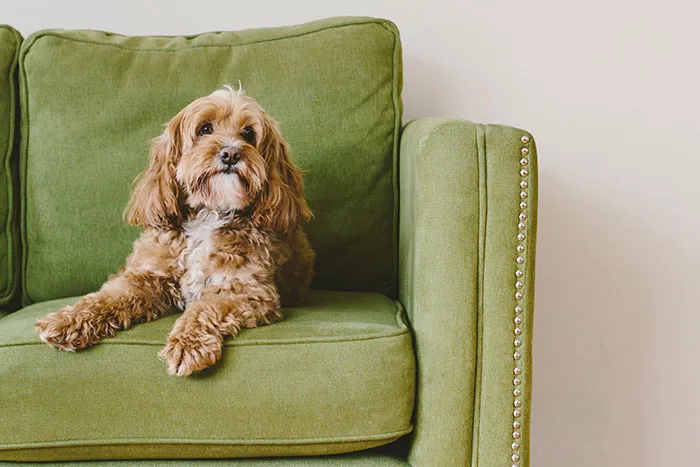 68 People Share Moments When Pets Were So Intelligent It Left Them Completely Baffled