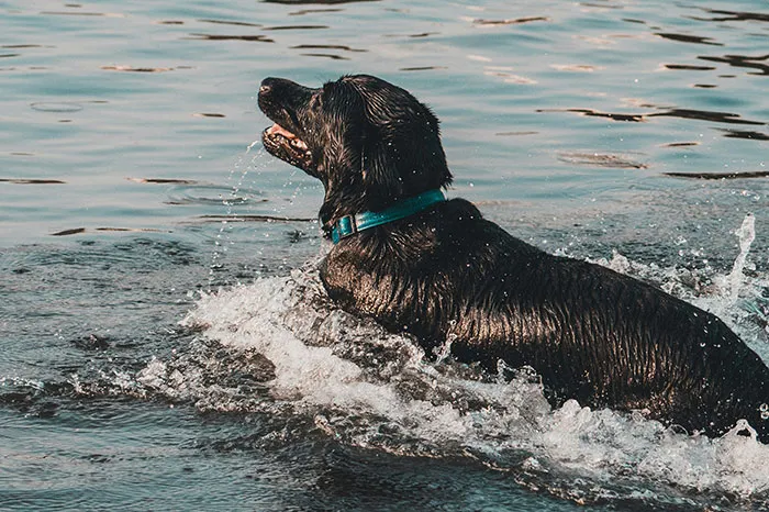 68 People Share Moments When Pets Were So Intelligent It Left Them Completely Baffled