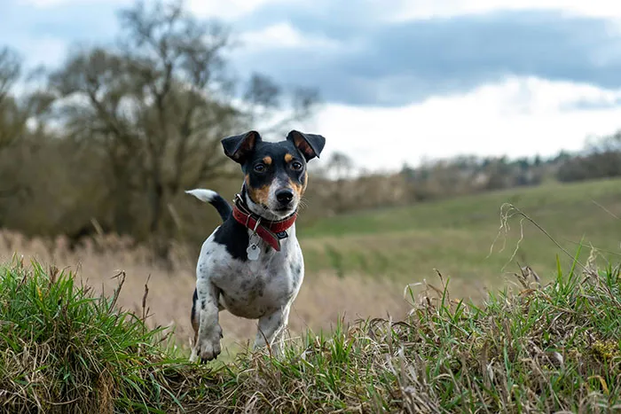 68 People Share Moments When Pets Were So Intelligent It Left Them Completely Baffled
