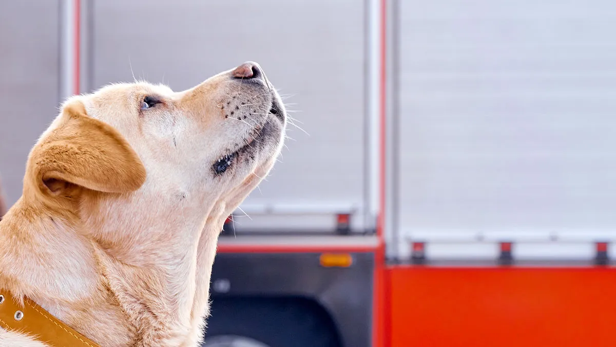 68 People Share Moments When Pets Were So Intelligent It Left Them Completely Baffled