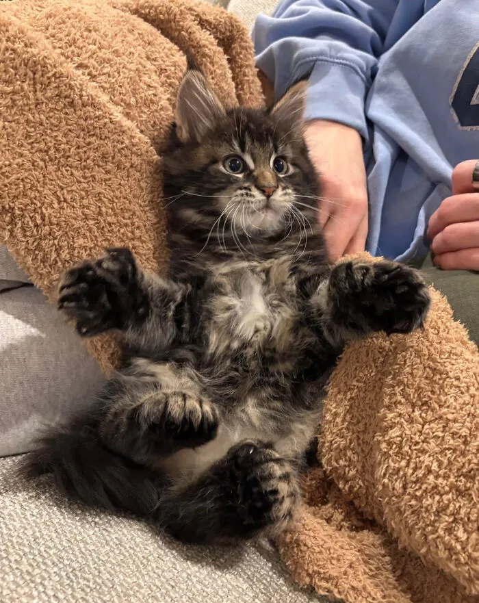 My Parents Got A Maine Coon Kitten With A Million Toes! His Name Is Chino