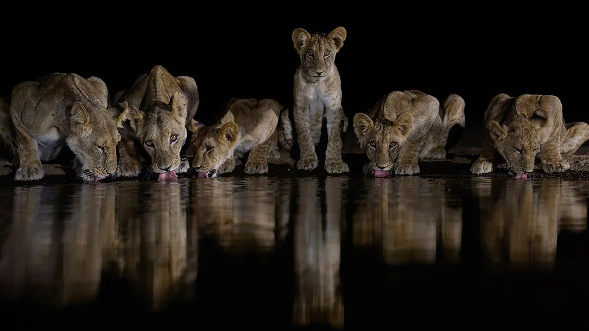 The Most Stunning Nature Photos Of 2025, According To The IPA Awards