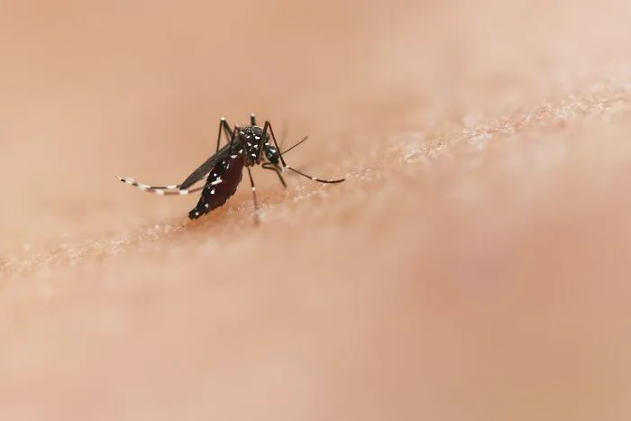 Close-up of a mosquito on human skin highlighting one of the most dangerous things often dismissed by people.