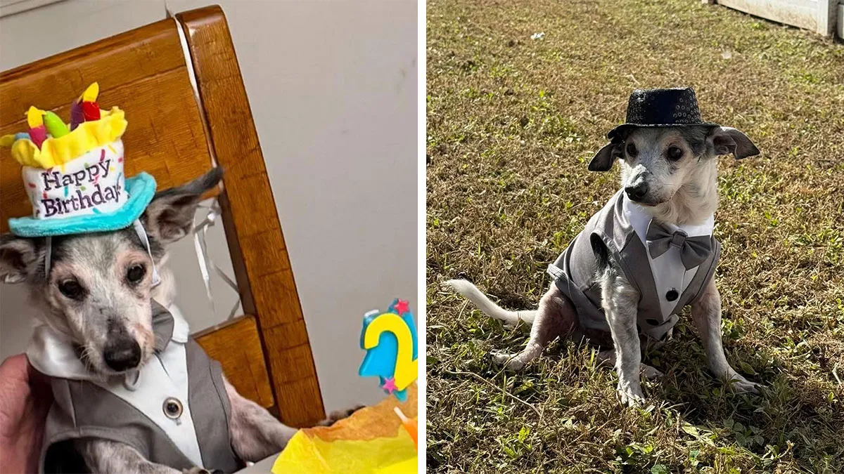 Meet Henry, The 25-Year-Old Rat Terrier Helping Overlooked Senior Dogs Get A Chance At A Second Life